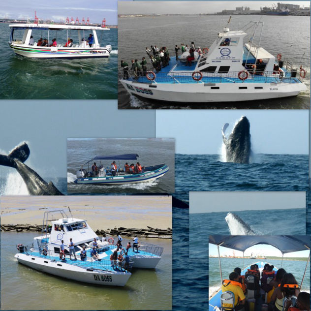 Whale watching tours Durban